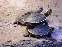 Kínai csíkos teknős